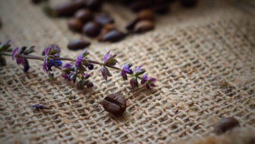 Wake Up Energized Without Caffeine